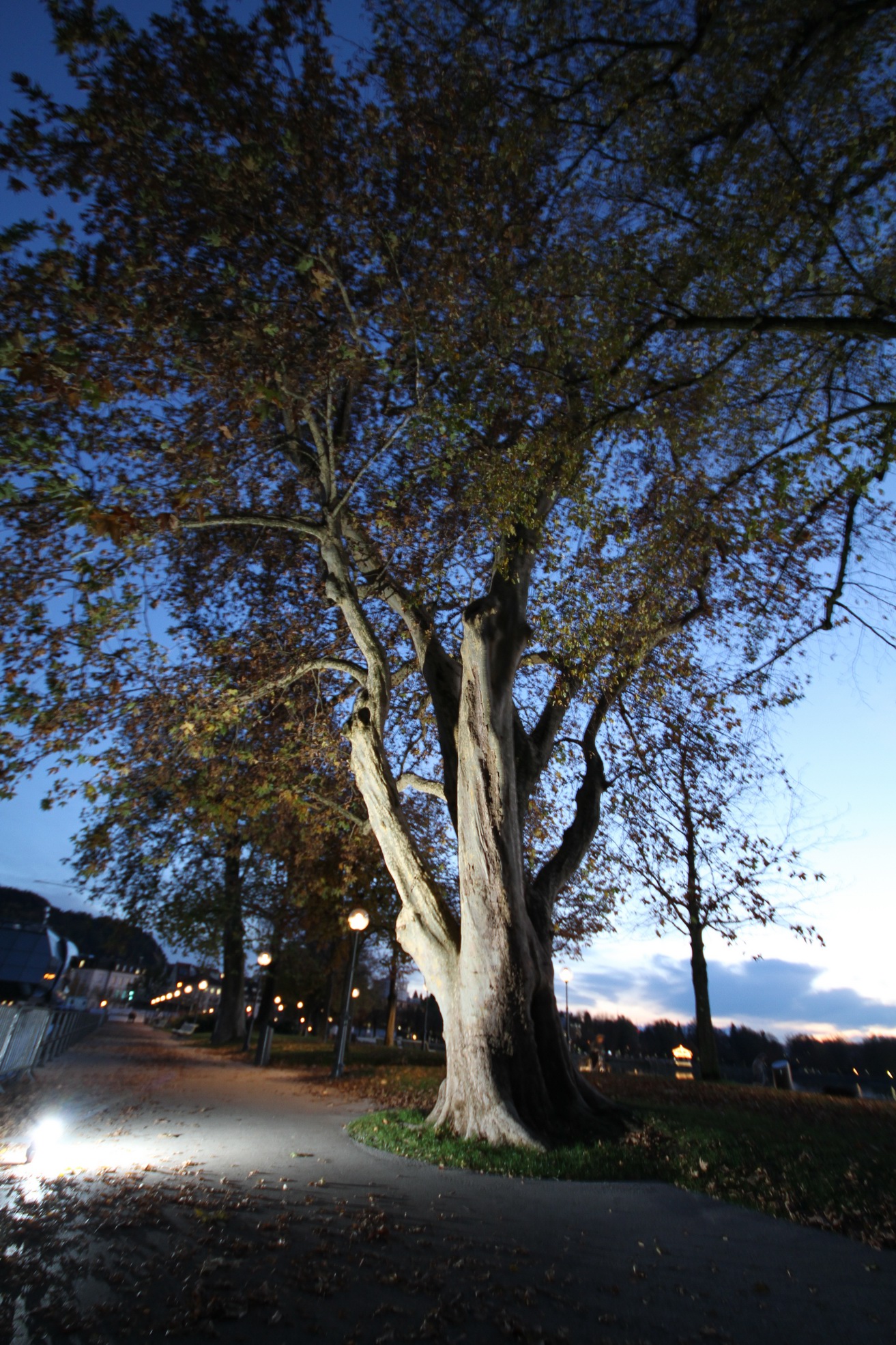 Flashtree-001.jpg